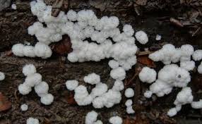 Attēlu rezultāti vaicājumam “Ceratiomyxaceae”