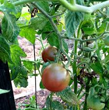 Afbeeldingsresultaat voor cherokee purple tomato