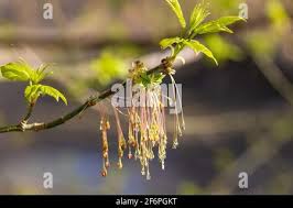 Attēlu rezultāti vaicājumam “Acer negundo female flower”