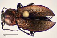 Attēlu rezultāti vaicājumam “Carabus arcensis”