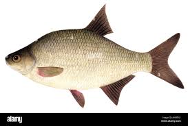 Image result for Blicca bjoerkna