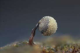 Attēlu rezultāti vaicājumam “Cribraria tenella”