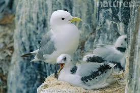 Attēlu rezultāti vaicājumam “Rissa tridactyla nest”