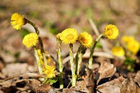 Attēlu rezultāti vaicājumam “Tussilago farfara flower”