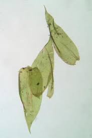 Attēlu rezultāti vaicājumam “Pseudotaxiphyllum elegans macro”