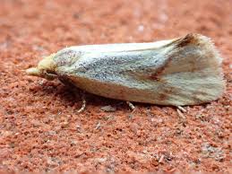 Attēlu rezultāti vaicājumam “Agapeta hamana”