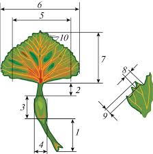 Attēlu rezultāti vaicājumam “Trapaceae”