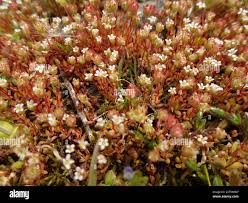Attēlu rezultāti vaicājumam “Saxifraga tridactylites flower”