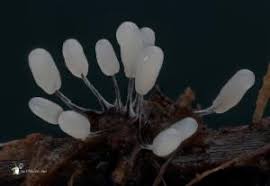 Attēlu rezultāti vaicājumam “Stemonitopsis gracilis”