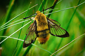 Attēlu rezultāti vaicājumam “Hemaris tityus”