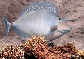 Image result for Naso unicornis