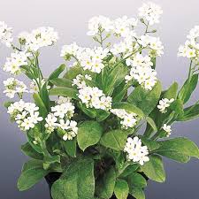 Attēlu rezultāti vaicājumam “Myosotis sylvatica flower”