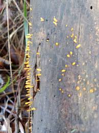Attēlu rezultāti vaicājumam “Calocera glossoides”