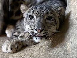 Image result for kernel panic snow leopard