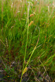 Attēlu rezultāti vaicājumam “Carex appropinquata fruit”