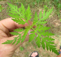 Attēlu rezultāti vaicājumam “Ambrosia artemisiifolia leaf”