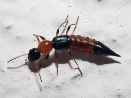 Attēlu rezultāti vaicājumam “Tachyporus sp.”