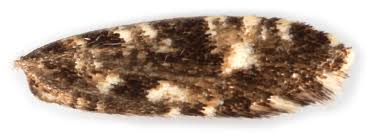 Attēlu rezultāti vaicājumam “Nemapogon cloacella”