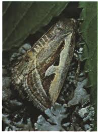 Attēlu rezultāti vaicājumam “Leucodonta bicoloria imago”