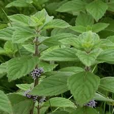 Attēlu rezultāti vaicājumam “Mentha arvensis bud”