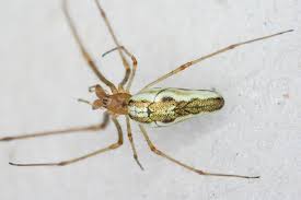 Attēlu rezultāti vaicājumam “Tetragnatha montana”