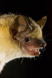 Attēlu rezultāti vaicājumam “Eptesicus serotinus”