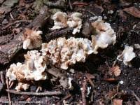 Attēlu rezultāti vaicājumam “Crepidotus versutus”