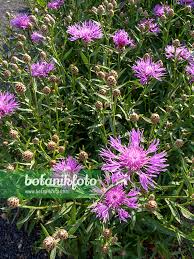 Image result for Centaurea nigra