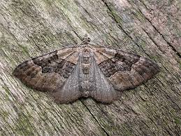 Attēlu rezultāti vaicājumam “Xanthorhoe quadrifasiata”