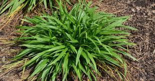 Attēlu rezultāti vaicājumam “Carex globularis flower”