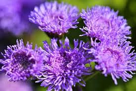 Image result for Ageratum mexicanum