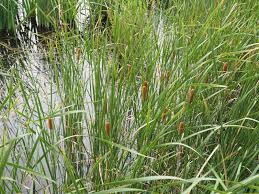 Attēlu rezultāti vaicājumam “Typhaceae”