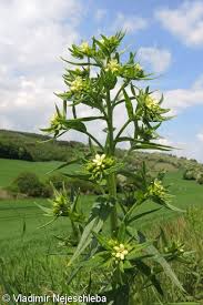Attēlu rezultāti vaicājumam “Lithospermum officinale”