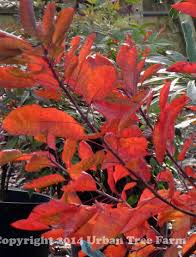 Attēlu rezultāti vaicājumam “Cotinus coggygria leaf”