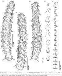 Image result for Styracura pacifica