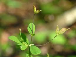Attēlu rezultāti vaicājumam “Isopyrum thalictroides fruit”