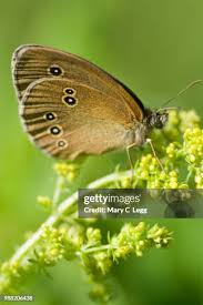 Attēlu rezultāti vaicājumam “Aphantopus hyperantus”