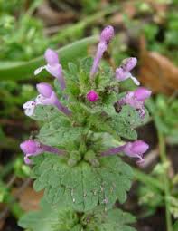 Attēlu rezultāti vaicājumam “Lamium amplexicaule flower”
