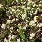 Attēlu rezultāti vaicājumam “Galium uliginosum”