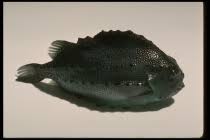 Image result for Cyclopterus lumpus