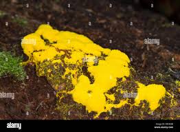 Attēlu rezultāti vaicājumam “Fuligo septica cf. rufa”