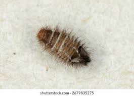 Attēlu rezultāti vaicājumam “Anthrenus sp. larva”