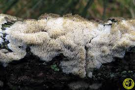 Attēlu rezultāti vaicājumam “Schizopora paradoxa”