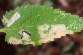 Attēlu rezultāti vaicājumam “Stachys sylvatica leaf”