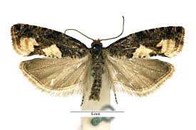 Attēlu rezultāti vaicājumam “Epinotia trigonella”