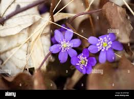 Attēlu rezultāti vaicājumam “Hepatica nobilis leaf”
