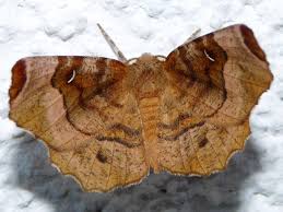 Attēlu rezultāti vaicājumam “Selenia tetralunaria”