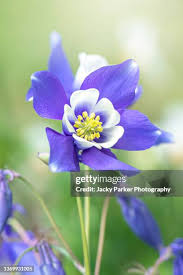 Image result for Aquilegia caerulea