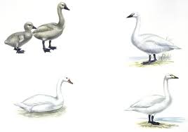 Attēlu rezultāti vaicājumam “Anseriformes”