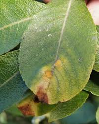 Attēlu rezultāti vaicājumam “Euura pedunculi”